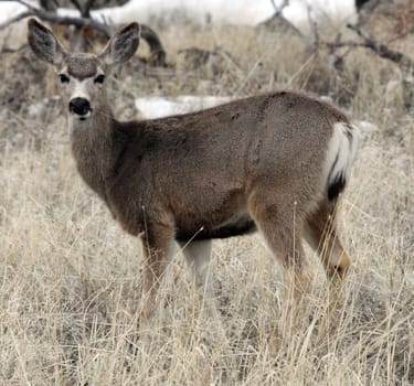 Mule Deer.  Photo taken at Lower Klamath National Wildlife Refuge, CA.