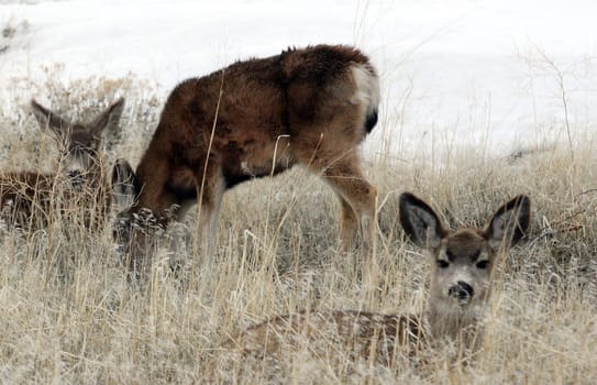 Mule Deer.  Photo taken at Lower Klamath National Wildlife Refuge, CA.