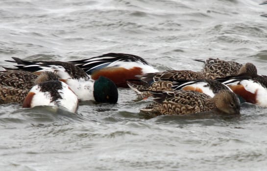 Northern Shoveler Duck.  Photo taken at Lower Klamath National Wildlife Refuge, CA.