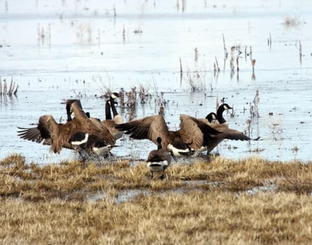 Canada Goose.  Photo taken at Lower Klamath National Wildlife Refuge, CA.