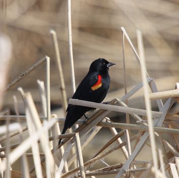 Red Winged Blackbird.  Photo taken at Lower Klamath National Wildlife Refuge, CA.