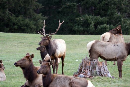 Elk.  Photo taken at Northwest Trek Wildlife Park, WA.