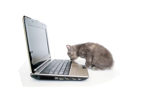 Grey kitten playing with a laptop