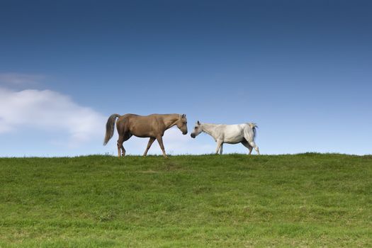 An image of two horses eating grass