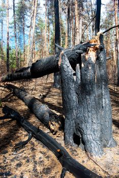 broken burnt black wood in the forest
