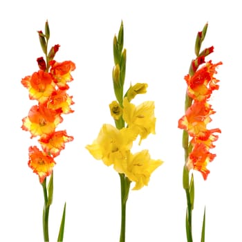 Red and yellow beautiful gladiolus isolated on white background.