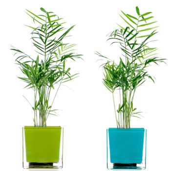 Houseplants in glass pot isolated on white background.