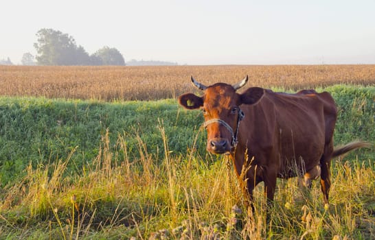 Locked brown cow, with the number on the ear grazing in meadow beside a field of wheat.