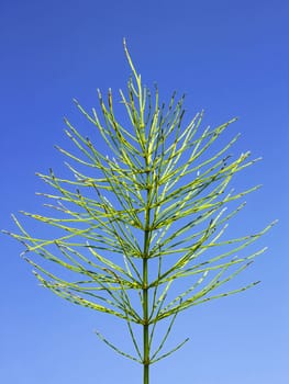 Green Field horsetail plant in early autumn on the background of blue sky