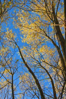 Autumn trees with yellow leaves against the sky.
