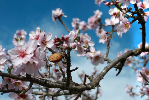 Flowering almond tree branches