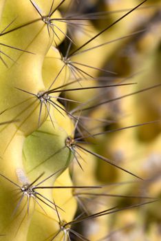 Close up take of a yellow cactus plant