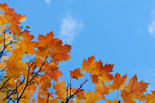 Bright autumn leaves against the blue sky.