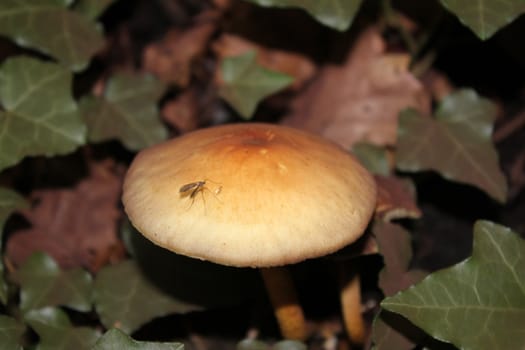 mushroom brown and yellow and plants