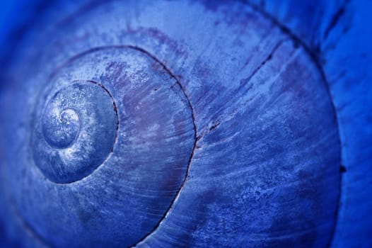 Detail of shell spiral in blue color