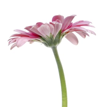a pink gerbra on a white background