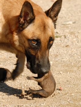 female belgian shepherd and her very one day young puppies
