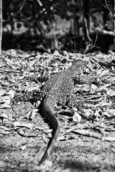 Monitor Lizard in the Whitsunday Islands Archipelago