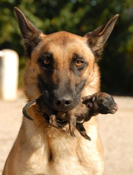 female belgian shepherd and her very one day young puppies
