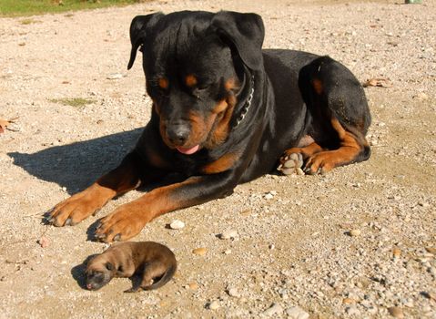 very young puppies belgian shepherd and rottweiler
