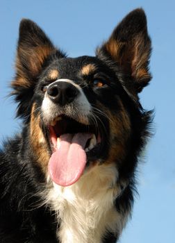 portait of a beautiful purebred border collie  