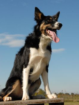 portait of a beautiful purebred border collie  