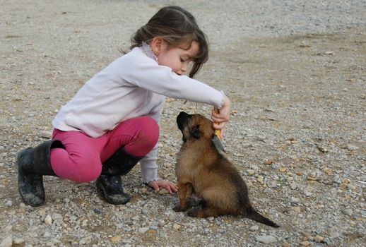 little girl brushing your puppy belgian shepherd