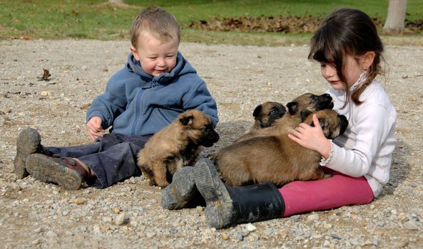 sister and brother wither little puppies belgian shepherds