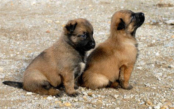 very young puppies belgian shepherd purebred malinois