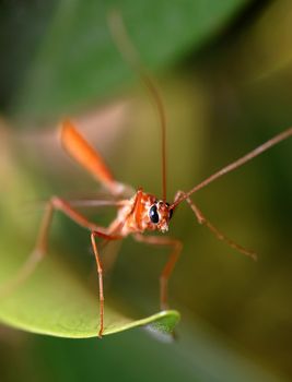 portrait of a tropical red mosquito on a green folliage