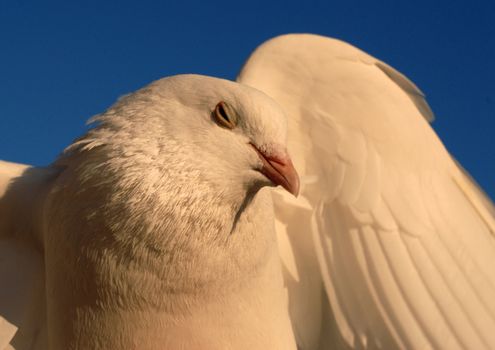 death throes of white dove, symbol of peace in the world