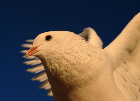 white dove in flight in evening sky