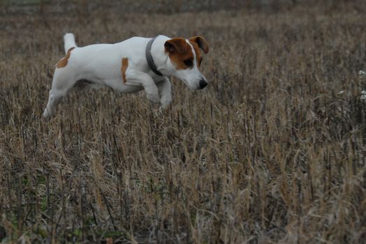 jumping and running jack russel terrier in a field