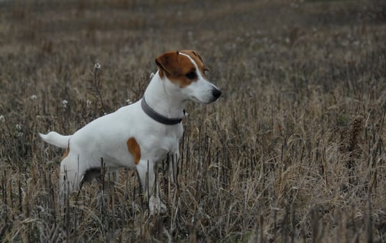 purebred jack russel terrier in a field in winter