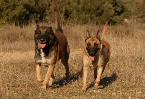 couple of purebred belgian shepherd malinois in a field