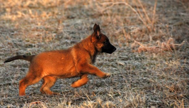 young puppy purebred belgian shepherd malinois running in a field in winter