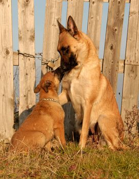 female purebred belgian shepherd malinois and her puppy