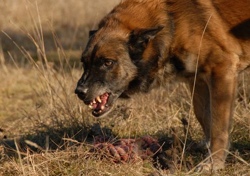 aggressive belgian shepherd want have his toy for only for him