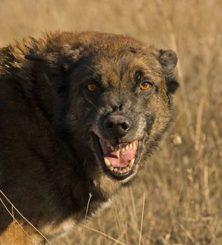 aggressive purebred belgian shepherd malinois in a field