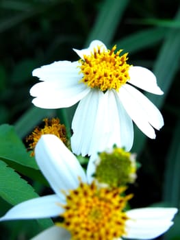 Close-up Anemone white flower macro.