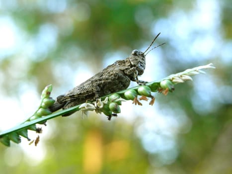 Green grasshoper on a fresh grass - close up                                          