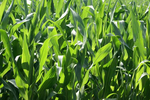 Cornfield under a bright sun