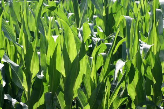 Cornfield under a bright sun