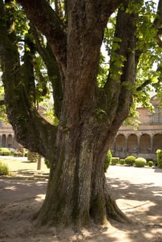 Tree in a renaissance garden