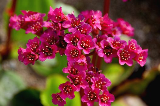 A closeup of magenta Bergenia cordifolia flowers.