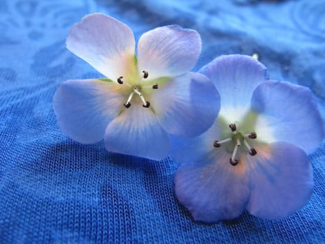 Two Baby Blue Eyes Flowers (Nemophila menziesii) on blue background.                             