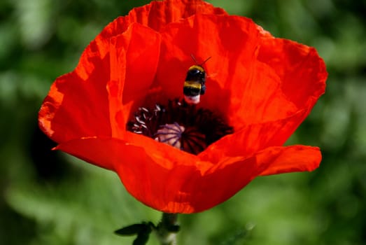 A busy bumblebee (Bombus spp.) finding nectar in  Oriental Poppy (Papaver pseudo-orientale)