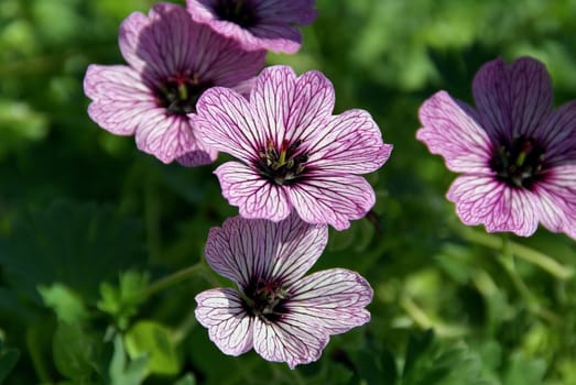 Geranium cinereum (commonly known Ashy Cranesbill) flowers in sunlight.