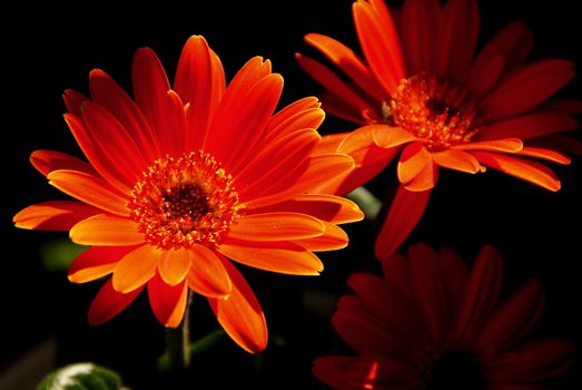 Red Gerbera flowers lit up on black background.