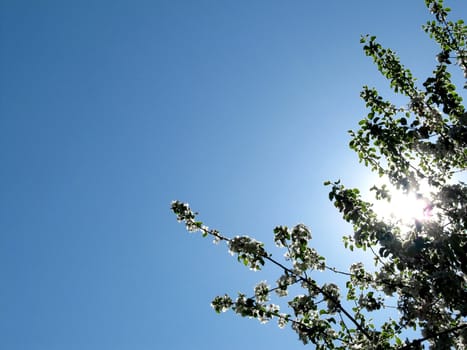 A clear blue sky with sun rays behind a tree.